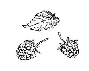 Hand drawn sketch black and white of raspberry branch, berry, leaf. Vector illustration. Elements in graphic style label, card, sticker, menu, package. Engraved style illustration.