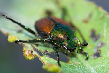 Selective focus on a Japanese beetle (Popillia Japonica) on a leaf