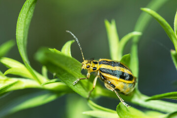 Selective focus on a Goldenrod Leaf Beetle (Trirhabda Canadensis)