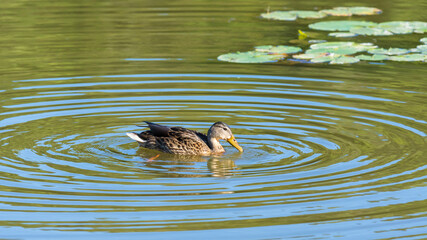 Mallard duck (Anas Platyrhynchos) in a pond with ripples in water