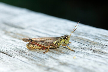 Selective focus on a red-legged grasshopper (Melanoplus Femurrubrum)