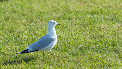 Ring-billed gull (Larus Delawarensis) on grass