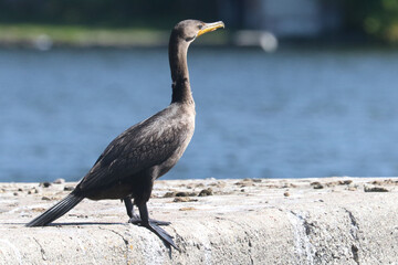 Cormorant resting on channel marker, 