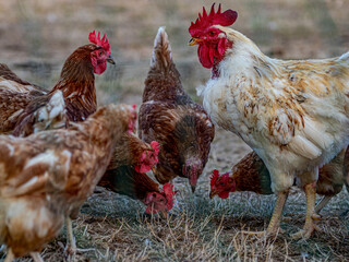 Hühner in Bodenhaltung