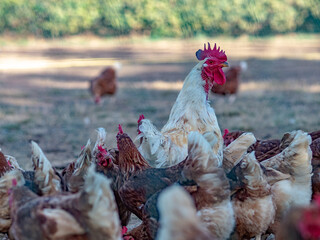 Hühner in Bodenhaltung