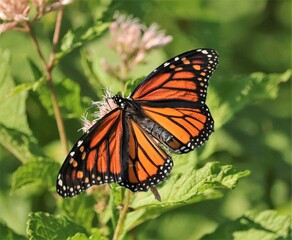 Fototapeta na wymiar Pollinators are Precious Butterfly Moth