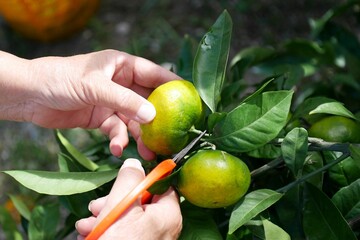 みかん狩り © rie_foodstyle