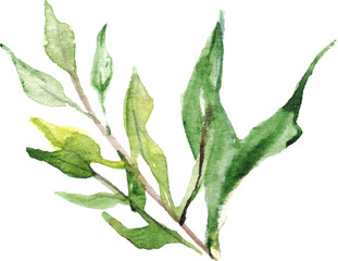 Watercolor green plant leaf branch isolated illustration art