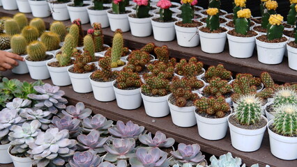 Group of small cactus plants for home decoration plants. House plants, cactus 
