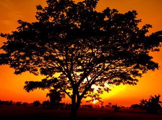 Fototapeta na wymiar silhouette of trees and natural scenery of orange sky in the afternoon. black trees and orange sky panorama at sunrise 