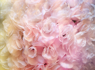 Pretty pastel floral background or texture, flower petal texture