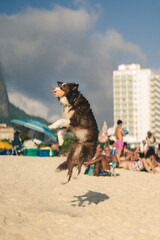 Naklejka premium Cachorro brincando