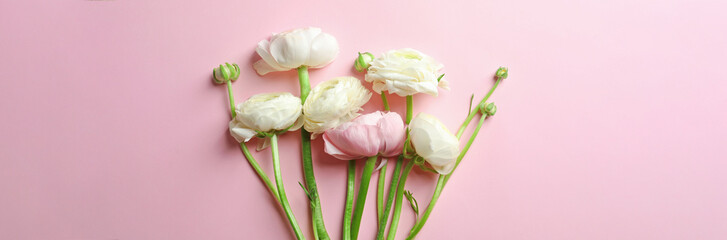 Beautiful ranunculus flowers on pink background, top view. Banner design
