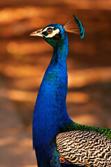 Obraz premium Portrait of a wild male peacock, or peafowl (Pavo cristatus). Photographed against dappled sunlight falling on a leafy covered soil ground
