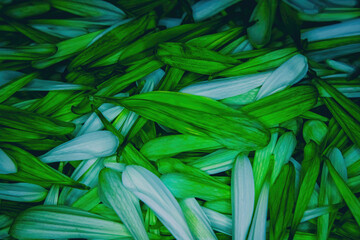 Fototapeta premium Pile of Green Daisy Petals
