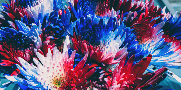 Patrioted colored mums in summer
