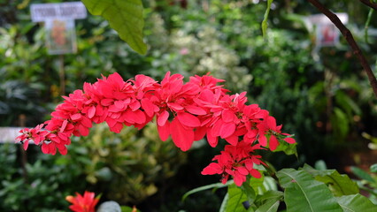 Warszewiczia coccinea or chaconia, wild poinsettia and pride of Trinidad and Tobago is a species of...