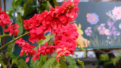 Warszewiczia coccinea or chaconia, wild poinsettia and pride of Trinidad and Tobago is a species of flowering plant in the family Rubiaceae. It is the national flower of Trinidad and Tobago. 