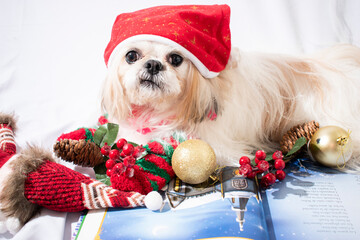 fotos de navidad con mi perro