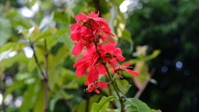 Warszewiczia coccinea or chaconia, wild poinsettia and pride of Trinidad and Tobago is a species of flowering plant in the family Rubiaceae. It is the national flower of Trinidad and Tobago. 