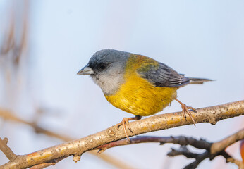 Ave pequeña amarilla y gris, posada sobre una rama de arbol en primavera 