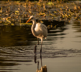 Great Egret in Water