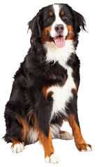 Fototapeta Bernese Mountain Dog Sitting - Extracted obraz