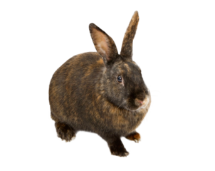 A black and orange rabbit - Transparent Background