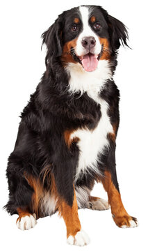 Bernese Mountain Dog Sitting - Extracted