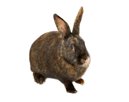 A black and orange rabbit - Transparent Background