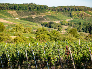 Fototapeta premium Weinberge im Spätsommer