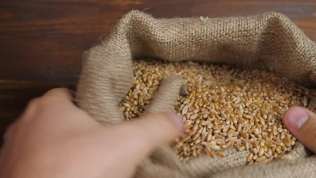Man's hand looks for ripe wheat in bag. Farmer after harvest season. Eco organic food, rural scene. Heap of raw ripe crop grain. Quality assurance concept. Granary, mill or grain elevator