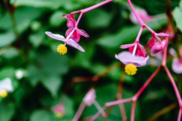 hardy begonias