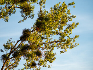 Mistel im Baum