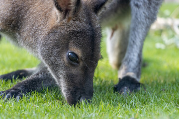 A red-necked wallaby - Notamacropus rufogriseus on a green meadow - obrazy, fototapety, plakaty