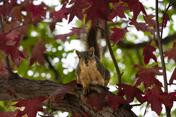Squirrel in a tree with colorful leaves.