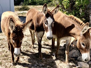 donkeys of salt cay