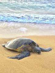 turtle on the beach