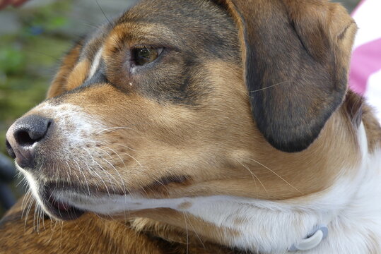 Cane dal manto marrone chiaro e scuro si guarda intorno