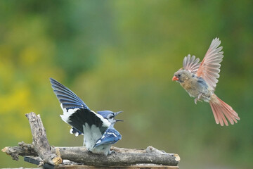Female Cardinal challenging Blue Jay