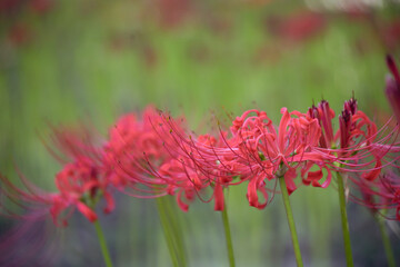 八幡市の若宮八幡宮の彼岸花