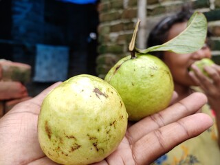 Two guava on hand fresh with leaf