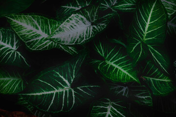 Naklejka na ściany i meble Top view leaf background.Green leaves color tone dark in the morning.Tropical Plant in Thailand,environment,good air.photo concept nature and plant.