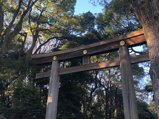 Fototapeta premium bridge in the woods