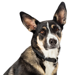 Naklejka na ściany i meble Closeup Shepherd Crossbreed Dog Portrait Extracted