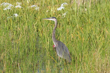 Tall blue heron bird in the grass