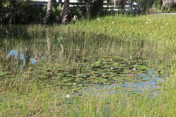 medium shot of pond leaves and tall grass