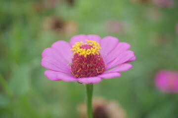 Pink Cosmos Flower with Bokeh Background