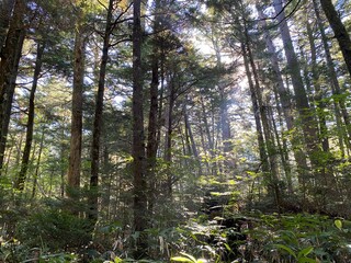 In the forest at Kamikoshi, Nagano, Japan