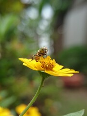 bee on yellow flower